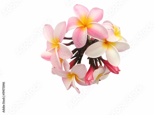 Fototapeta Frangipani vor weißem Hintergrund