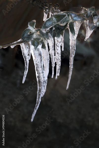 Fototapeta icicles on a branch against a dark background with copy space, vertical