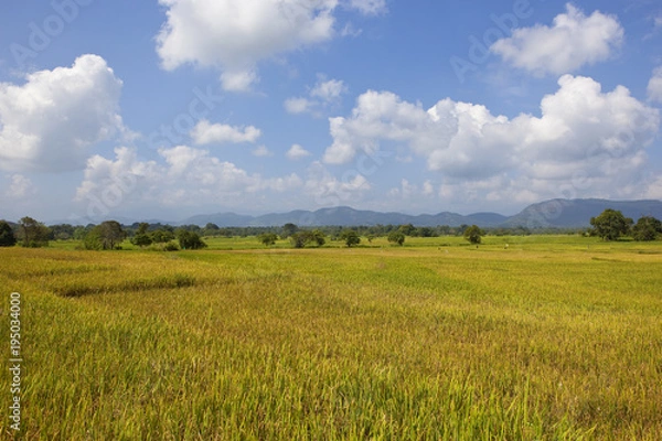 Fototapeta wasgamuwa rice crops