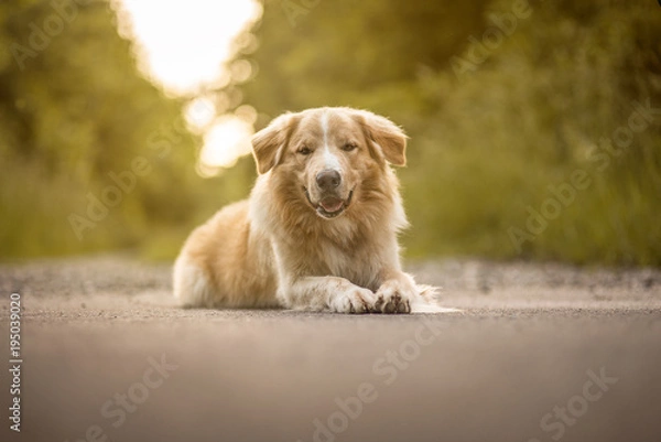 Fototapeta Hund im Wald