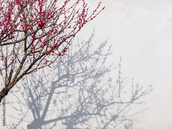 Fototapeta Plum Blossoms and shadows on wall, like traditional Chinese painting.