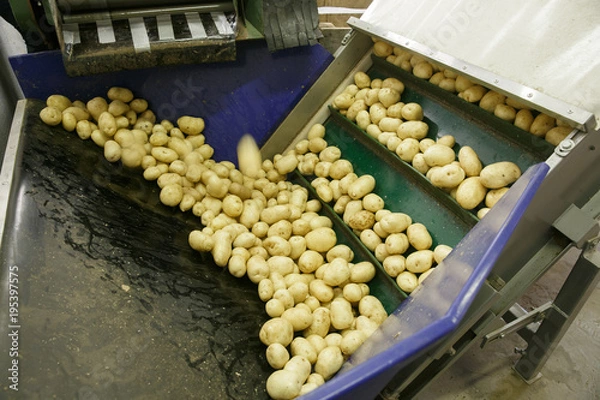 Fototapeta Fresh, cleaned and sorted potatoes on a conveyor belt