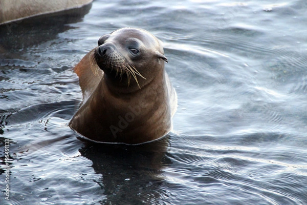 Fototapeta Wilde Seelöwen auf den Galapagos Inseln