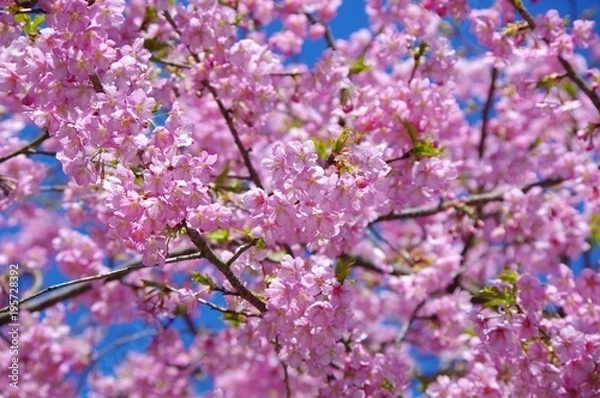 Fototapeta 河津桜　日本の春