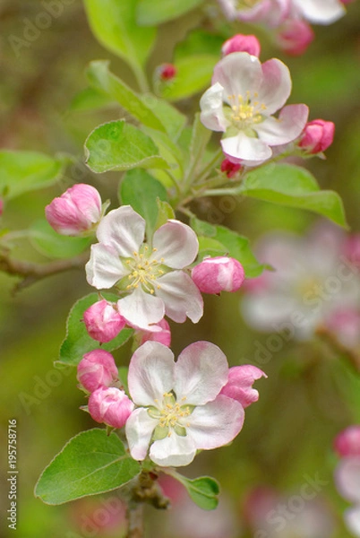 Fototapeta Close up of blooming apple tree branch in vertical position with three king flowers with visible flower parts