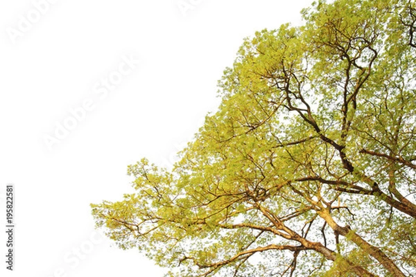 Fototapeta tree isolated on white background with Clipping Path