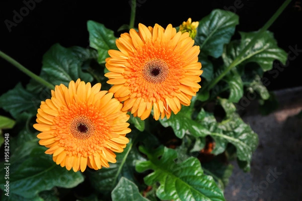 Fototapeta Orange gebera (african daisy) on black background