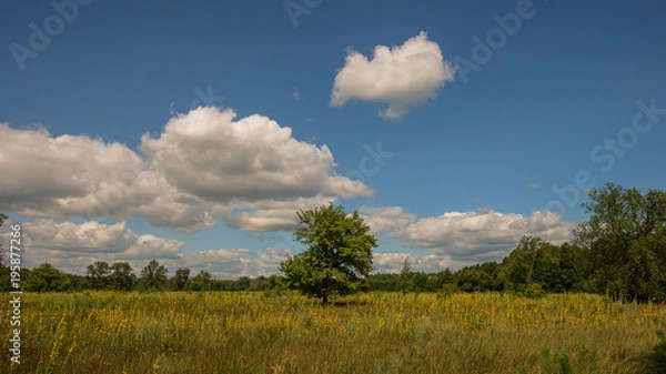 Fototapeta green tree on a meadow and a forest background.