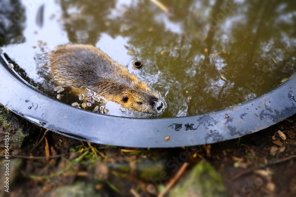 Fototapeta swimming nutria