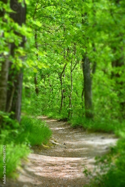 Fototapeta wald, bahn, natur, road, weg, baum, green, landschaft, holz, park, sommer, spur, frühling, pfad, laub, blatt, umwelt, bahnen, way, wandern, gras, licht, auflösungszeichen, herbst