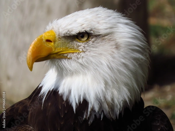 Fototapeta bald eagle