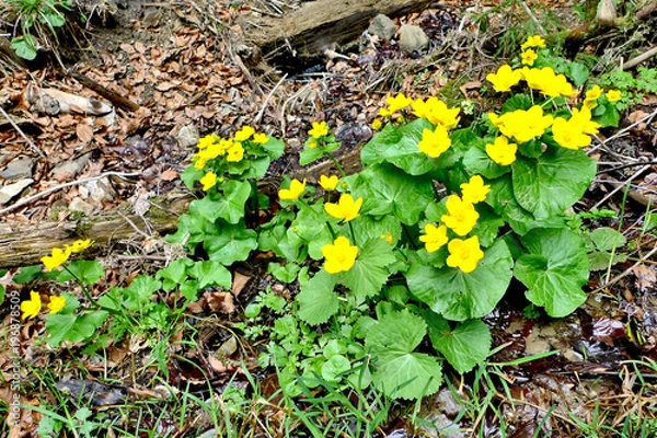 Fototapeta Marsh marigold yellow flowers  at spring time