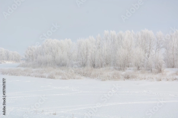 Fototapeta Trees in winter in winter. Beautiful winter landscape. Frost on trees in winter.