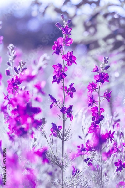 Fototapeta purple wild flowers