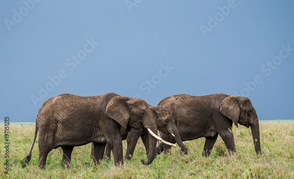 Fototapeta Group of elephants in the savannah. Africa. Tanzania. Serengeti National Park .