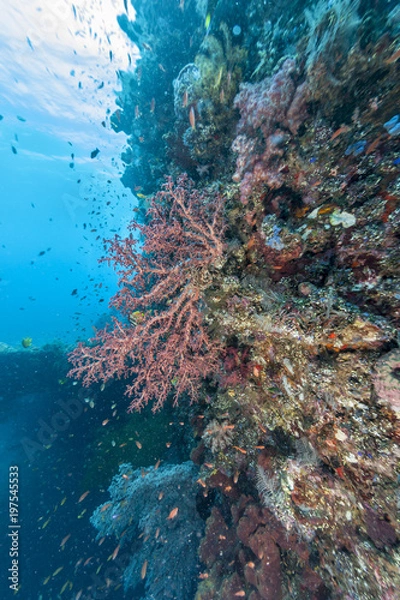 Fototapeta Coral reef off coast of Bali