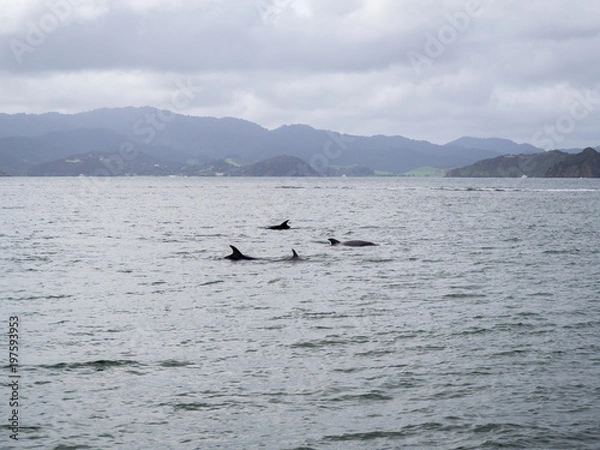 Fototapeta Pod of Wild Bottle Nose Dolphins Swimming near Russell, Bay of Islands, New Zealand