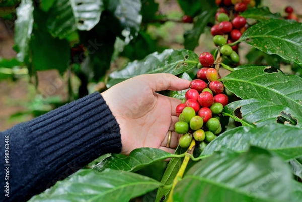 Fototapeta Raw coffee beans are cooked on forest trees at Mae Klang Luang.in Northern Thailand.