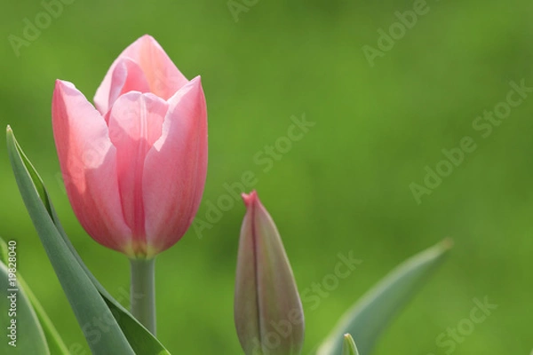 Fototapeta Tender pink tulip