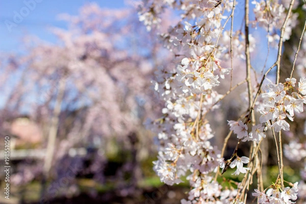 Fototapeta 桜の花