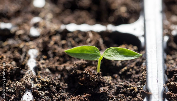 Fototapeta A young sprout of pepper in the ground