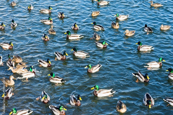 Fototapeta Ducks in the winter pond