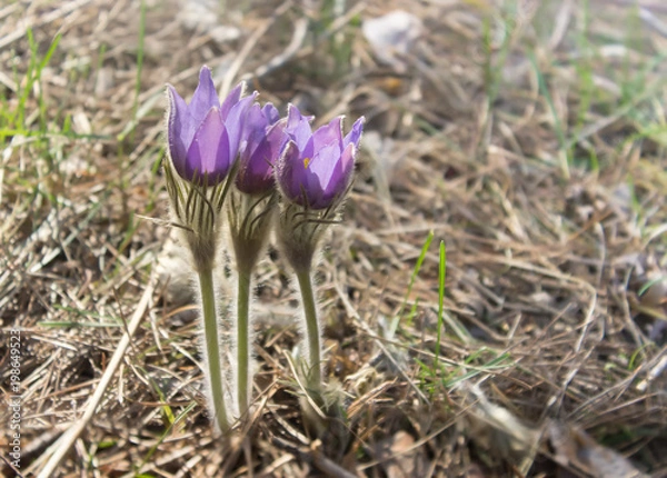 Fototapeta Pasque Flowers, Pulsatilla, wild purple flowers in spring forest