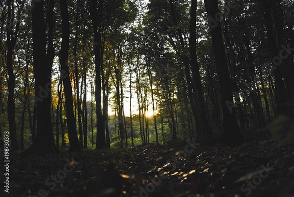 Fototapeta Automne