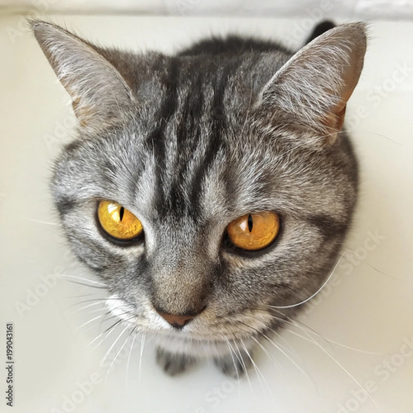 Fototapeta Portrait of a funny home cat with a beautiful yellow eyes