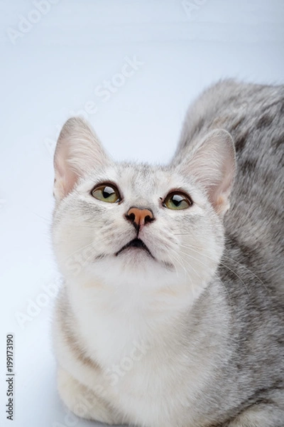 Fototapeta cute cat on white background