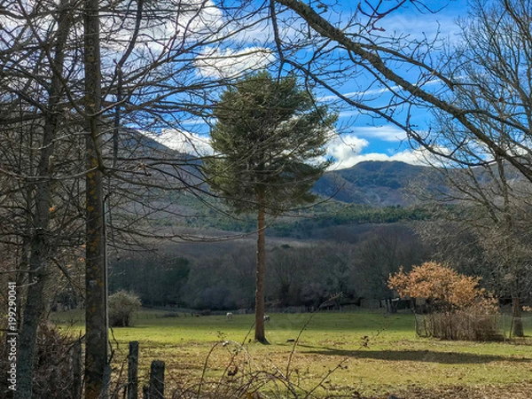 Fototapeta One horse grazing under a big pine tree in the mountain and forest at springtime in Peña de Francia, Salamanca, Spain