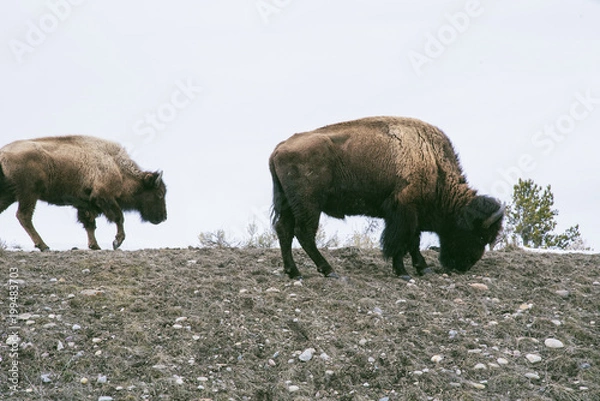 Fototapeta Bison in snow in Yellowstone National Park in Winer 