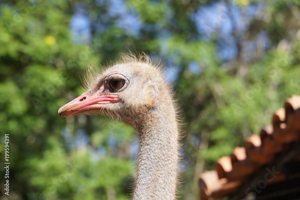 Obraz Ostrich´s face