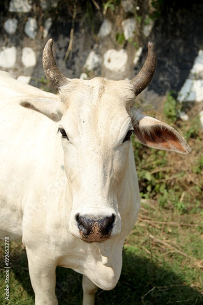 Fototapeta indian Cow, Desi white cow