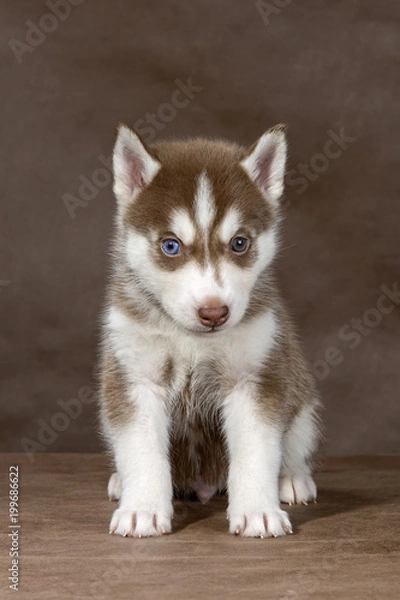 Fototapeta puppy Siberian husky on a brown background