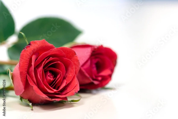 Fototapeta Red rose isolated on white background,valentine gift.