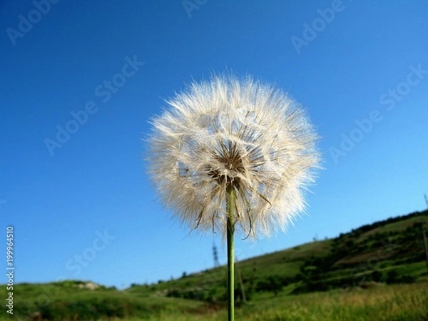 Fototapeta Very soft and tenderness /Macro photography of a white fluffy dandelion 