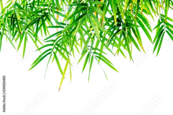 Fototapeta green bamboo leaf isolated on white background