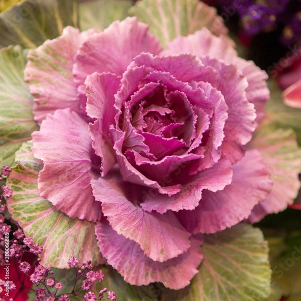 Fototapeta Purple cabbage flower