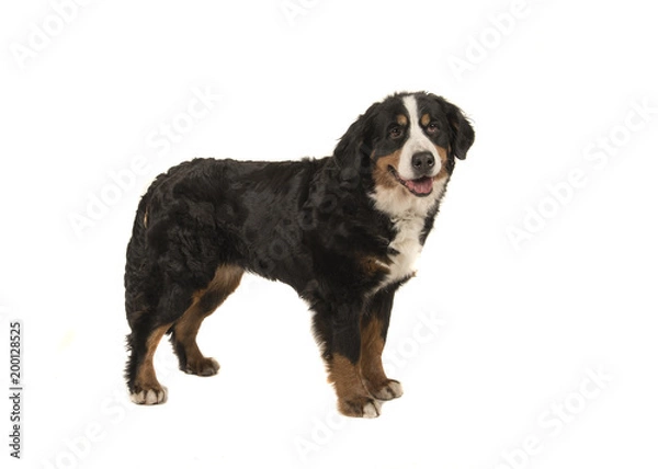 Fototapeta Standing adult bernese mountain dog isolated on a white background with mouth open