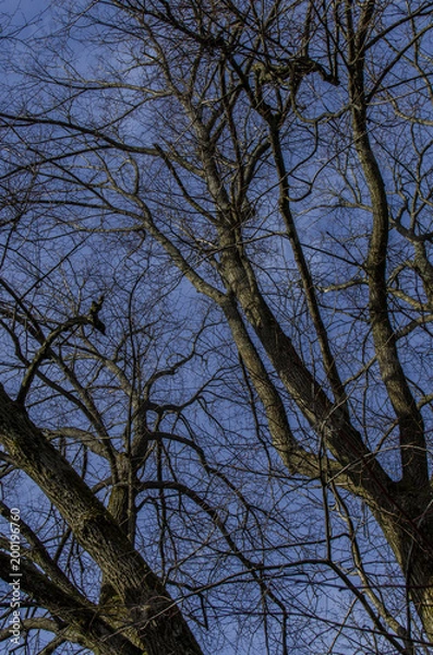 Fototapeta niebo przez gałęzie 