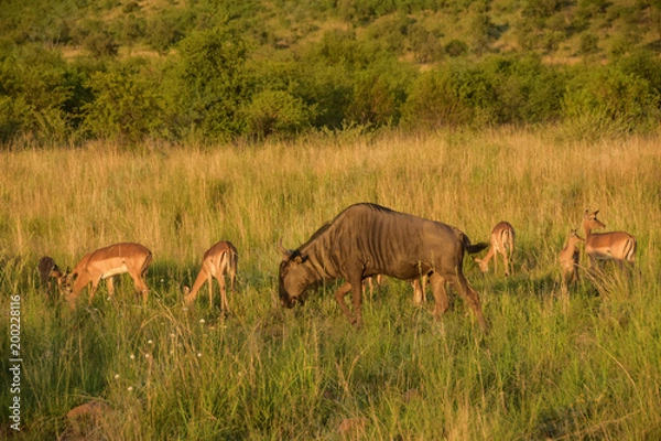 Fototapeta wildebeest with impala