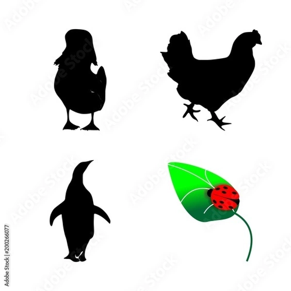 Fototapeta icon Animal with isolated, egg, bird, desing and cock