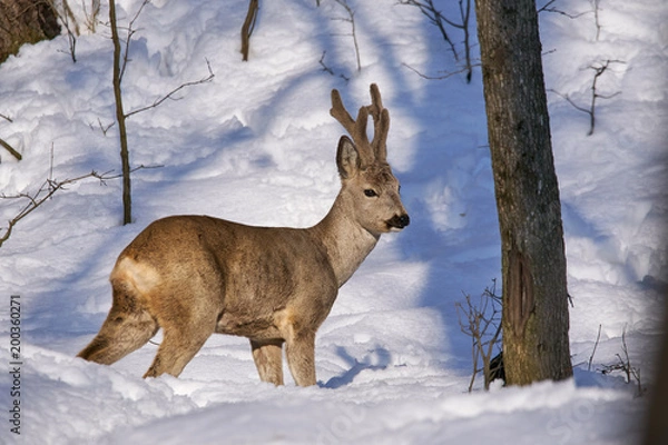 Fototapeta Roe deer in the forest