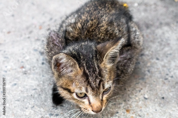 Fototapeta Street cat isolate on background,front view from the top, technical cost-up.