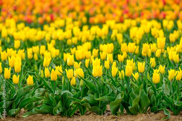 Fototapeta Les tulipes jaunes et oranges sur le champ. Provence, France.