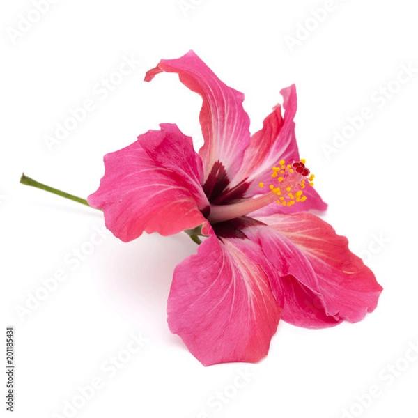 Fototapeta pink hibiscus flower isolated