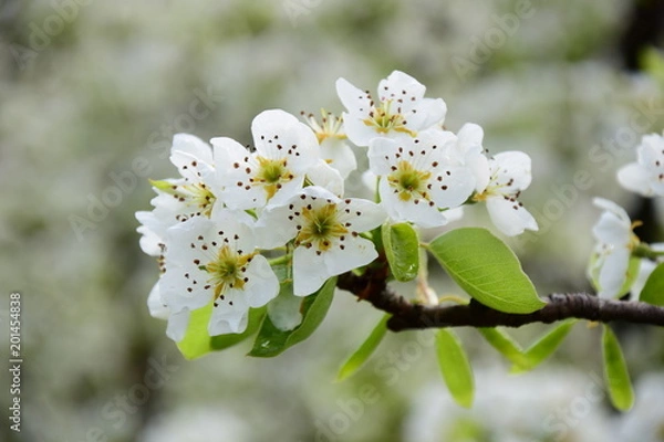 Fototapeta Blütenmeer, Birnenblüte mit Regentropfen