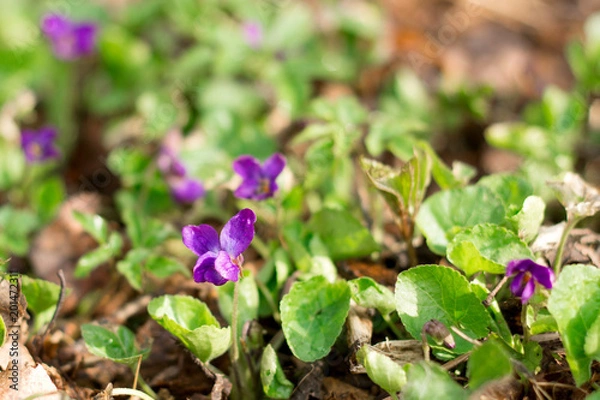 Fototapeta Tiny violet flowers in early spring, wild forest meadow, closeup of rare plants, trendy ultra violet color