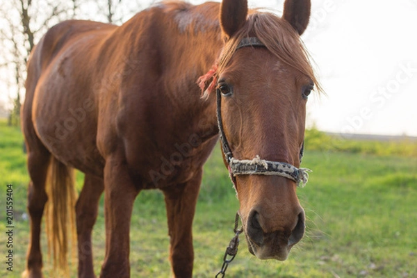 Fototapeta Beautiful horse grazing in a meadow, Portrait of a brown horse